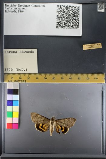 Media type: image;   Entomology 741112